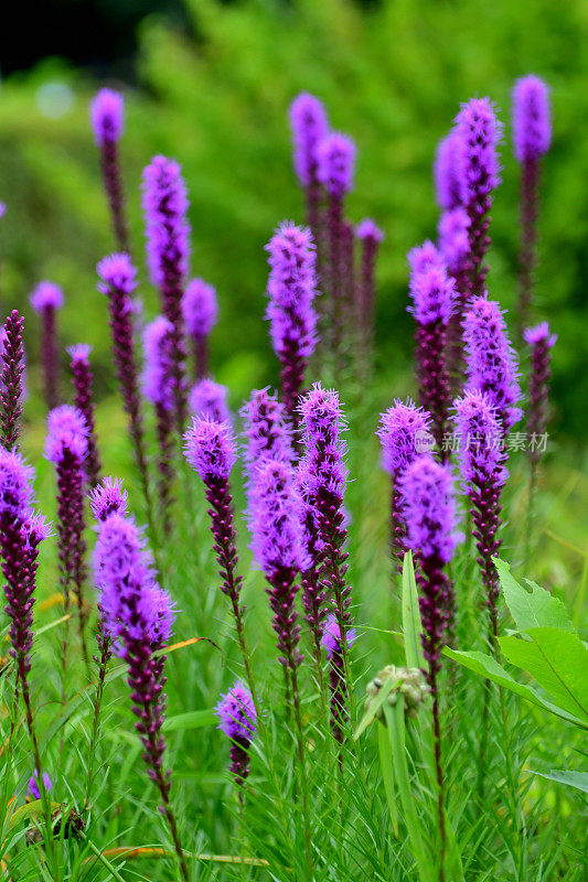 Liatris pycnostachya /炽星